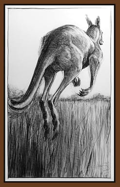 Drawing of Kangaroo No. 52