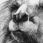 Detail of Drawing of Kangaroo 47 B by Michael Chorney