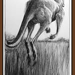 Drawing-of-Kangaroo-52