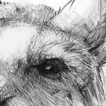 Detail of Drawing of Kangaroo 47 A by Michael Chorney
