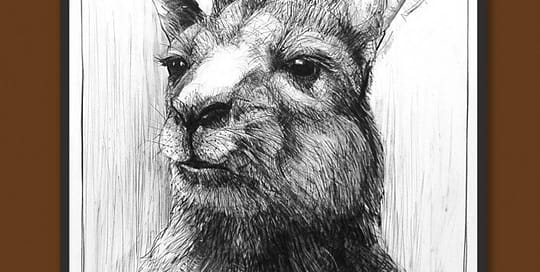 Drawing of Kangaroo 40