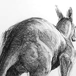 Detail A from Drawing-of-Kangaroo-52-with Michael Chorney