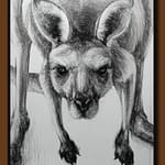Drawing of Kangaroo 57