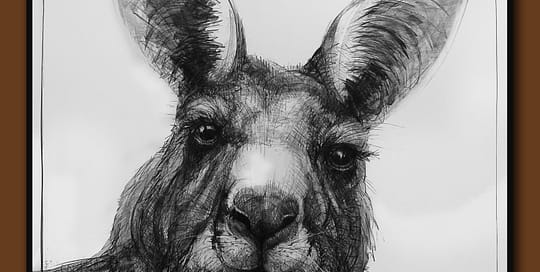 Drawing-of-Kangaroo-48-D