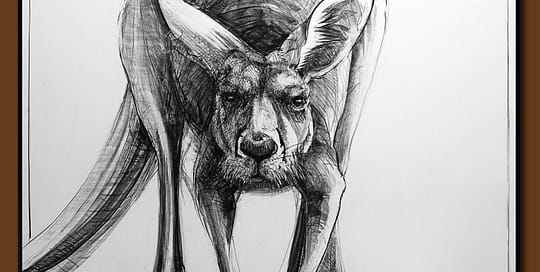Drawing-of-Kangaroo-50 by Michael Chorney