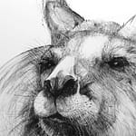 Detail of Drawing of Kangaroo 47 C by Michael Chorney