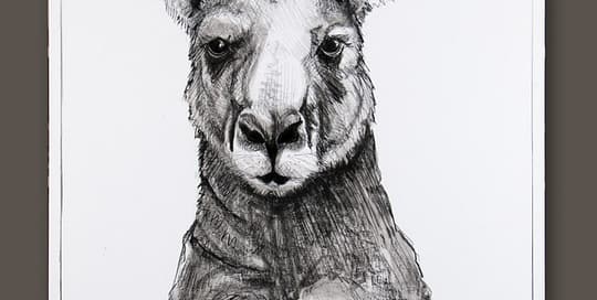 Kangaroo drawing 5 by Michael Chorney