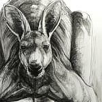 Portrait Drawing of Kangaroo 30