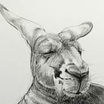 Drawing of Kangaroo 32 Detail A
