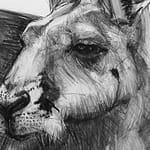 Detail C of Portrait of Kangaroo 44 by Michael Chorney
