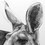 Detail B of Portrait of Kangaroo 44 by Michael Chorney