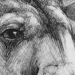 Detail B from Drawing-of-Kangaroo-51 by Michael Chorney