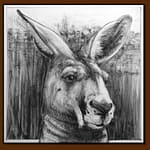 Drawing-of-Kangaroo-51 by Michael Chorney