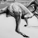 Detail B from Drawing-of-Kangaroo-54