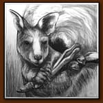 Drawing-of-Kangaroo-56