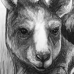 Detail A from Drawing-of-Kangaroo-56