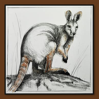 Drawing of Kangaroo No. 41